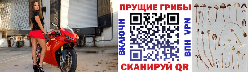 где купить   Терек  Галлюциногенные грибы Psilocybe 